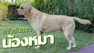 เฝ้าต้นชบา #ดอกชบา #cat #Labrador by ถ่องแท้นะเหมียว 101 views 3 months ago 6 minutes, 34 seconds