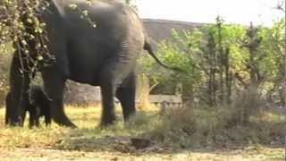 Camping with Elephants