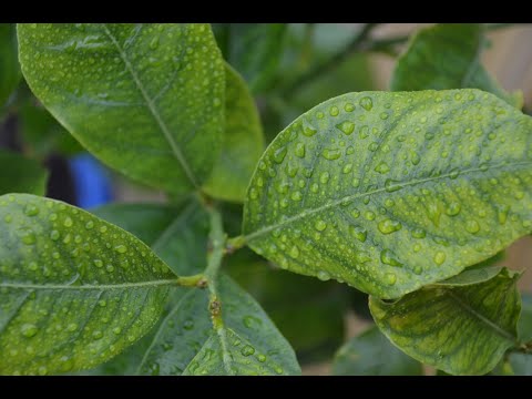 Video: Sëmundjet Dhe Dëmtuesit E Limonit: çfarë Të Bëni Nëse Bien Gjethet, Thahen Këshilla Dhe Të Tjerët