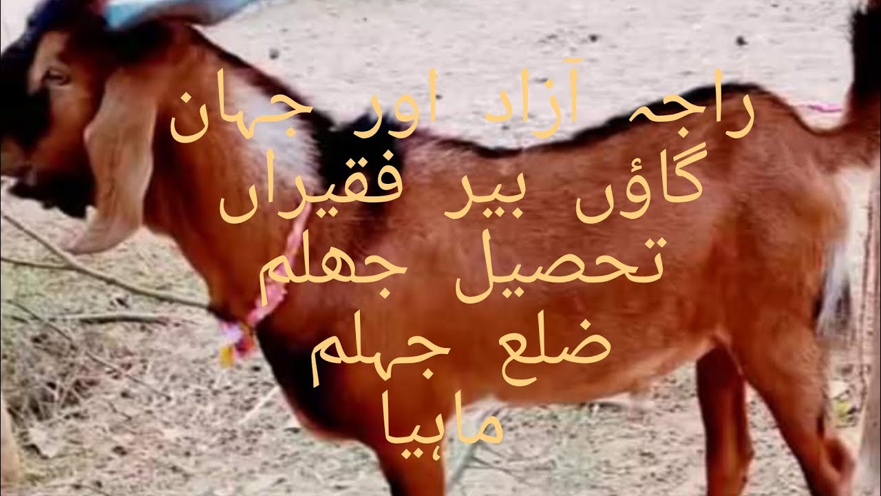 Azad Raja raja azad village bair faqiran tehsil and distt jhelum - YouTube