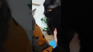 Jak One Się Kochają