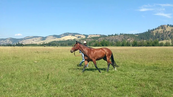 Blake Coady Horsemanship 1