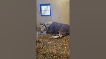 Thumbnail of Sleeping beauty 🐎 #music #cutebaby #equestrianlife #equestrianvibes #horse #animals #dream