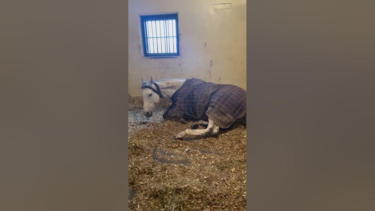 Sleeping beauty 🐎 #music #cutebaby #equestrianlife #equestrianvibes #horse #animals #dream