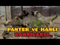 KANGALIN EN GÜZEL ÖRNEKLERİ~HANLI DİŞİLERİM