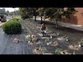 We Planted 80 Roses At Our Local Community College! 🌿 // Garden Answer