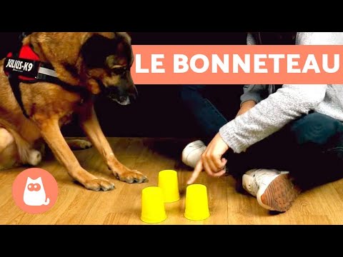 Vidéo: Qu'est-ce qu'un gobelet pour chiot ?