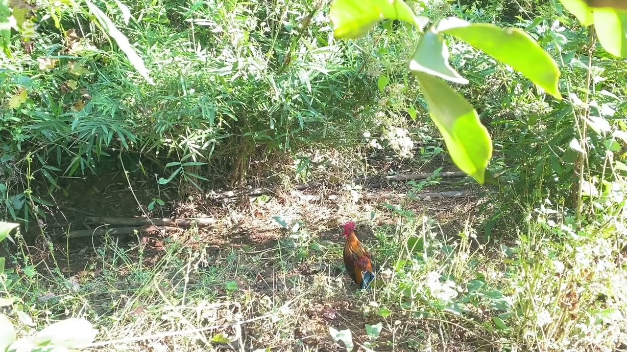 Dib qaib qus caum nriav sab tiag tiag