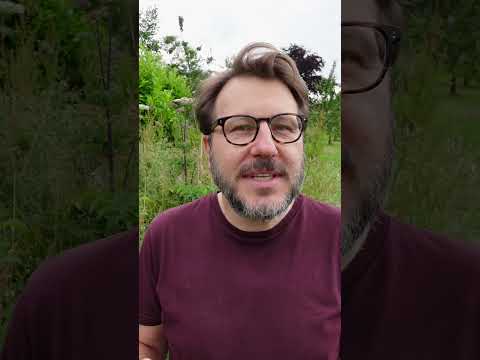 Vídeo: Quão perigosa é a hogweed?