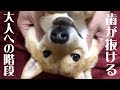 豆柴の仔犬ふく、歯が抜ける #38