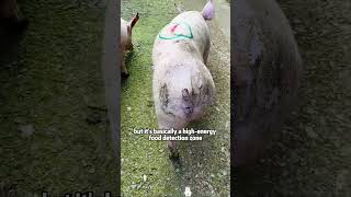 Can i touch this butt?#animals #animalfacts #weirdanimals #funnyanimals #wildlife