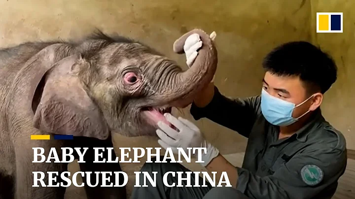 Six-day-old elephant rescued after being abandoned by wild herd in China - DayDayNews