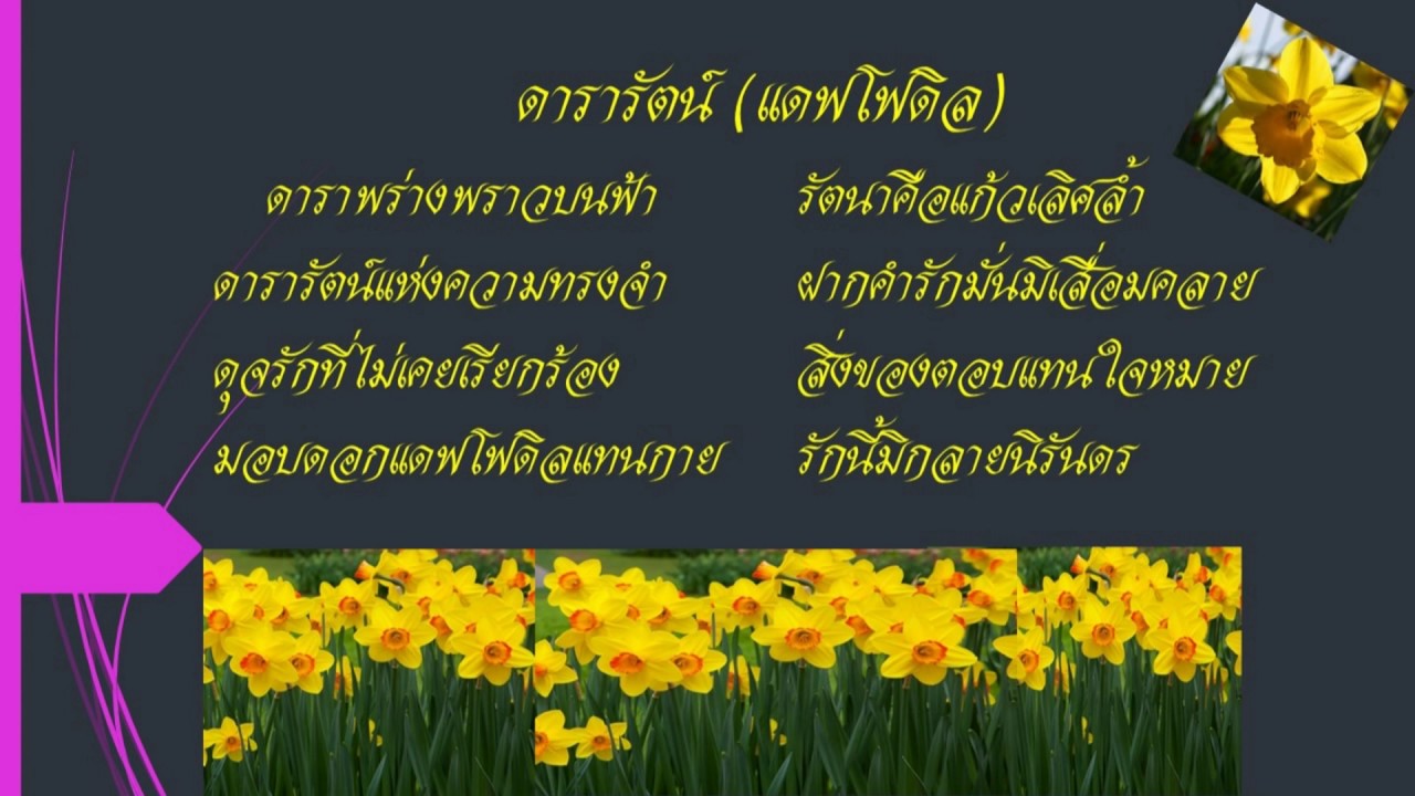 ดอกแดฟโฟดิล (Daffodil) หรือดอกนาซิสซัส(Narcissus) หรือดอกดารารัตน์