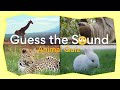 🔊🙉 🙀Guess the Animal Sound | 15+ Animal Sounds to guess
