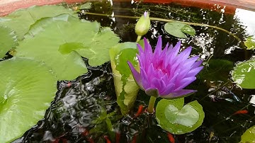 Nuôi cá bảy màu và cá hồng kim trong chậu xi măng trồng hoa súng 2019