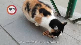 Видео Уважаемые читатели, просим вас подкармливать и защищать бездомных дворовых животных. понятно что все (автор: dtp.kiev.ua)