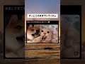 ずっとこのままでいてくれw #おすすめ #プチ知識 #動物