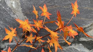 ABC TV | How To Make Autumn Leaf Branch With Crepe Paper - Craft Tutorial