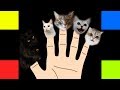 Finger family song  cats version