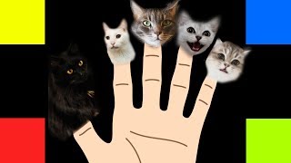 Finger Family Song - Cats Version