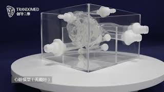 Heart Model Model Of Human Heart Split-Style Heart Model With Coronary