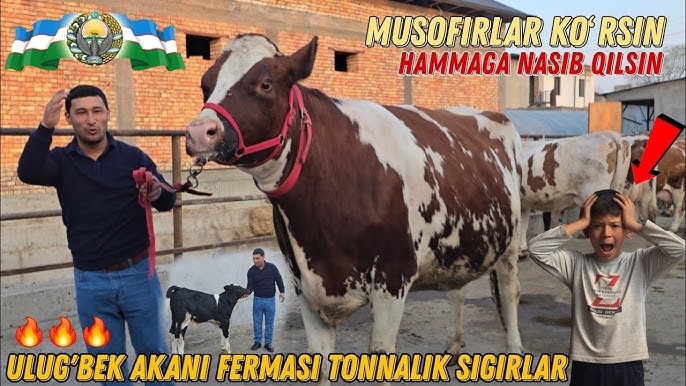 Jinsiy aloqa va ogir