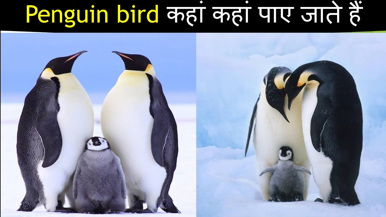 Interesting Facts about Penguin । fun facts about penguin । penguin