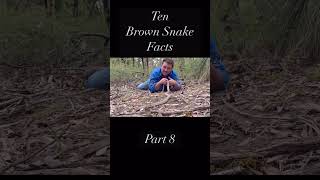 10 Things You Didn’t Know About The Eastern Brown Snake - Part 8