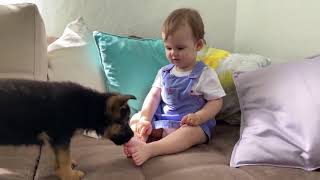 Cute Dogs and Babies are Best Friends - Dogs Babysitting Babies Video