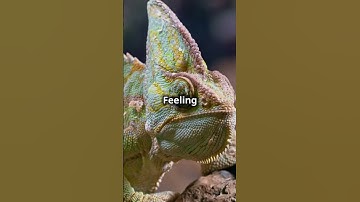 Why Do Chameleons Change Color? | Quick Animal Fact  #quickfacts #nature #naturelovers #animals