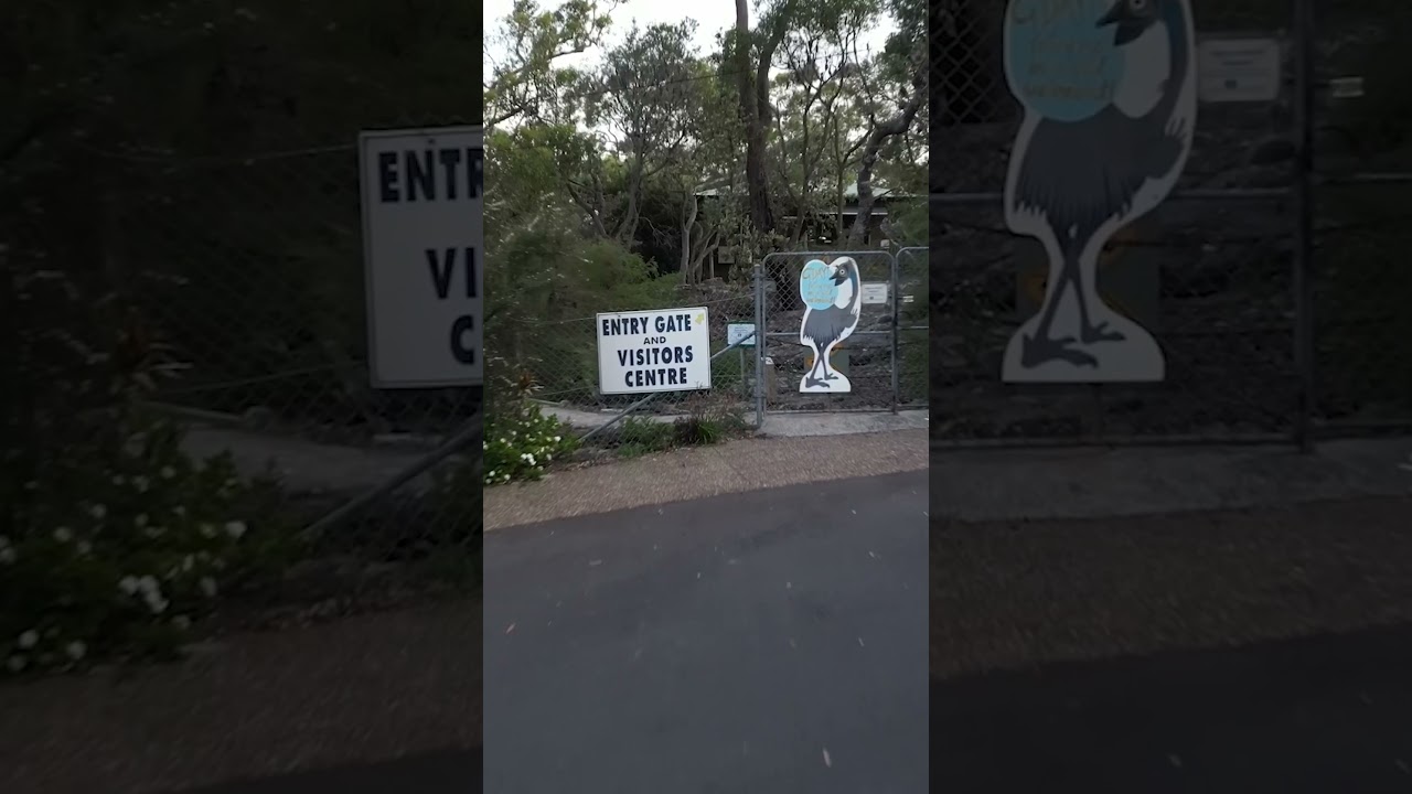 Volunteering in Australia: Conservation and Adventure! 🌏🐨