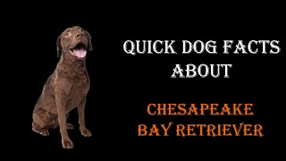 Quick Dog Facts About The Chesapeake Bay Retriever!