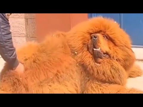 Video: 7 koera nagu Tiibeti mastif