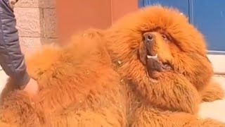 Red Tibetan Mastiff