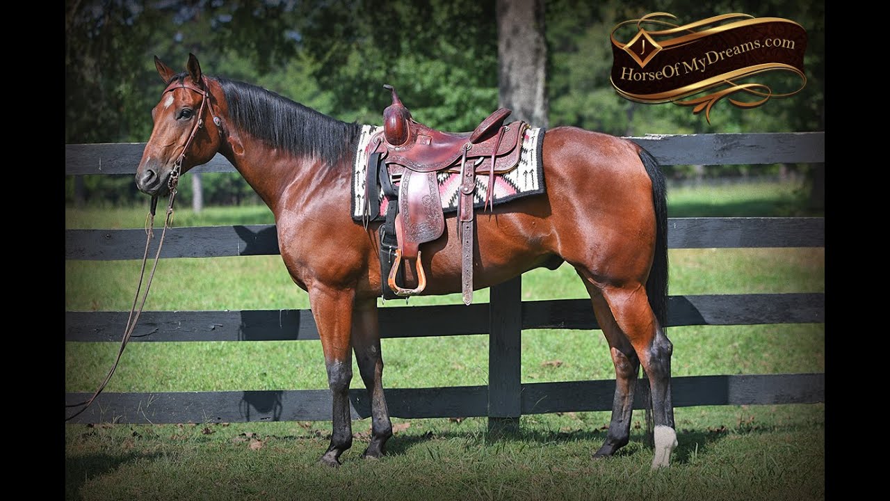 ZipExperienced AQHA Bay Gelding Anybody can ride! YouTube