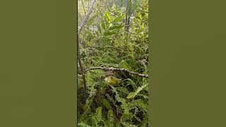 pikat burcil dapet satu RT #burcil #burung #borneo