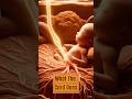 Dây Rốn Làm Gì #WombNest #BabyDevelopmentFacts #UmbilicalCord #Pregnancy #FetalDevelopment
