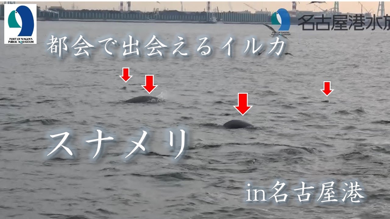 いるかとぼくと 相田々みちを すなめり スナメリ 駿河湾 希少