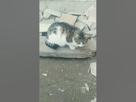муська 🐱 - YouTube