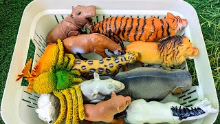 Wild Zoo Animals for Kids | Learn English Vocabulary for Toddlers | Educational Video