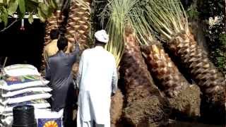 Transporting Date Palm Trees in Dubai. 05.12.2012