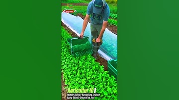 Effective Agriculture: Farmer Quickly Harvesting Lettuce Using Simple Innovative Tool #agriculture
