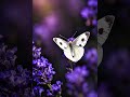 IMPROVE THE IMAGE QUALITY #peaceofmindchanle #4k #4kedit