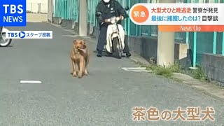 大型犬ピット・ブルが一晩逃走　警察が発見し最後に捕獲したのは？