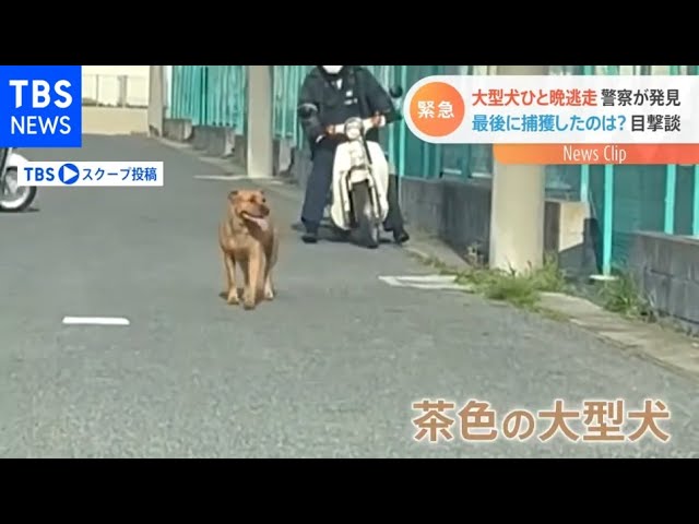 大型犬ピット ブルが一晩逃走 警察が発見し最後に捕獲したのは Youtube