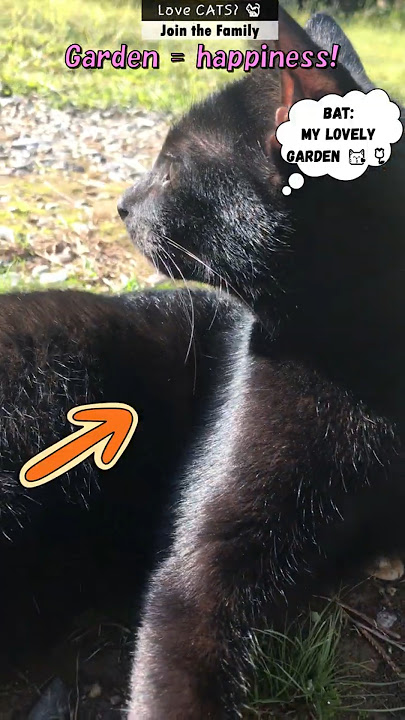 Could anyone be cuter than her in the sunshine? #shorts #catshorts #trending