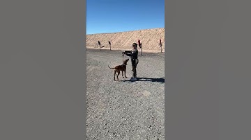 When your puppy wants to train at the range with you too #range #training #outdoors #puppy