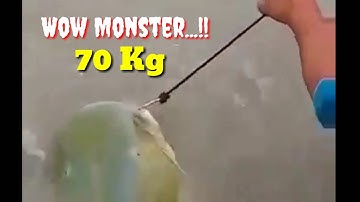 Wow....!! Mancing baung terbesar | Big Monster Catfish Catch 70 kg