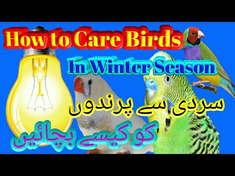 How To Take Care Of Birds in Winter Season - YouTube
