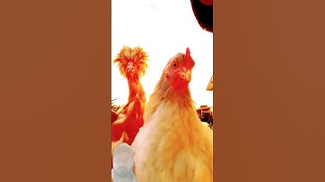 Thumbnail of New Chicken Song 🐔(Dj Remix) #chicken #song